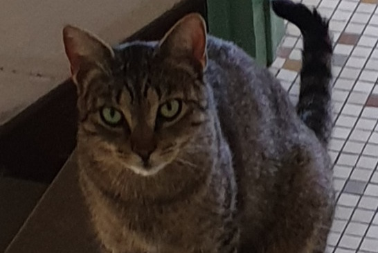 Alerte Disparition Chat Mâle , 4 ans Saumur France